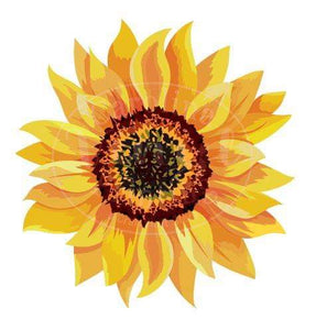 Sunflower Heat Transfer